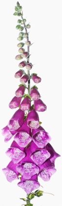 Gardens: digitalis purpurea