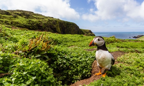One of the thousands of puffins that see birdwatchers flocking to Skomer Island, Pembrokeshire.