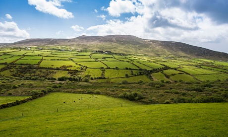 Irish fields