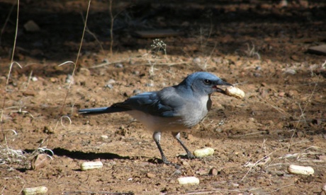 MexicanJayMaciejFuszara