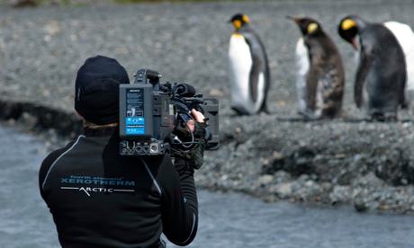 Man filming penguins