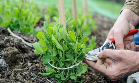 String theory: tying in sweetpeas.