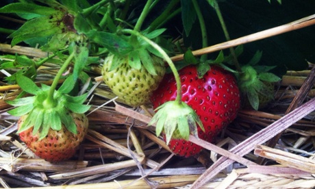 And so to bed: tuck the strawberries in with a quilt of straw.