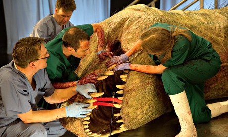 Dr Brusatte and Dr Herridge examine the T rex's teeth