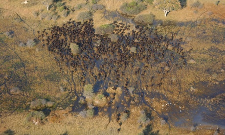 A herd of African buffalo in the Okavango Delta from the air.