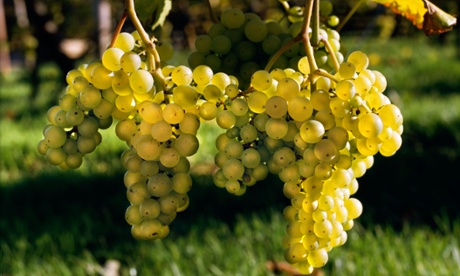 grapes