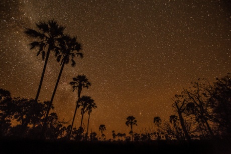 A stand of lala palms against the stars in the Okavango Delta.