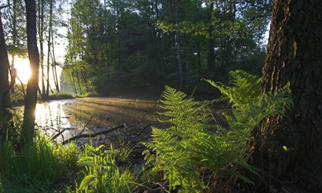 An 800,000 acre forest can absorb a lot of carbon - 1m tonnes to be exact. 