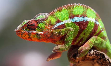 Bruce Blunt blew marijuana smoke into his pet chameleon's mouth.