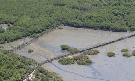 Mangrove restoration in Guanabara bay