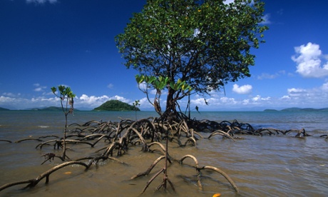 Mangrove tree on dunk island