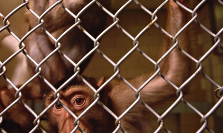 Monkey in cage used for Aids research