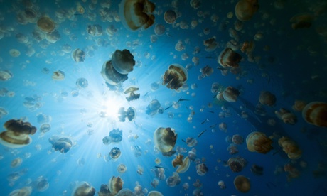 Jellyfish Lake