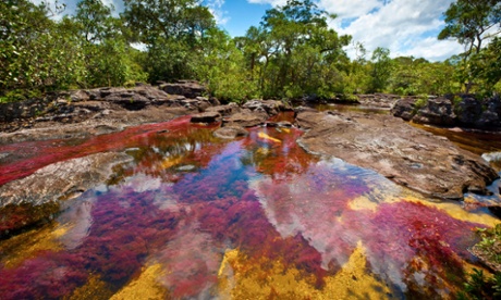 Colors at Cano Cristales, Colombia Underwater plants