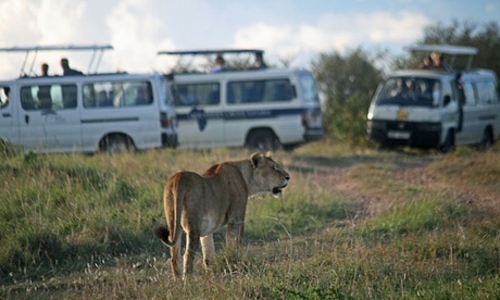 A lioness surrounded by safari tourists in the Maasai Mara national park.