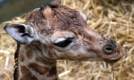 Baby giraffe