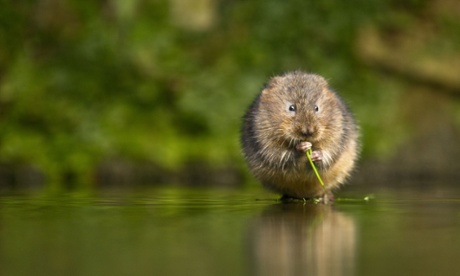 Springwatch now has a water-vole camera.