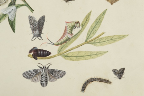 Unknown artist, detail from the second album of the Badminton florilegium, showing the puss moth larva or mange saule (Cerura vinula) on its willow food plant. Photograph courtesy the Duke of Beaufort