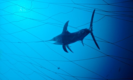 Swordfish (Xiphias gladius) caught in fishing net