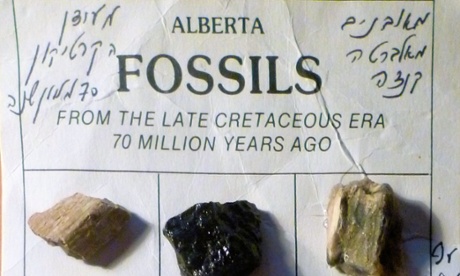 Fossils from the Royal Tyrrell Museum.