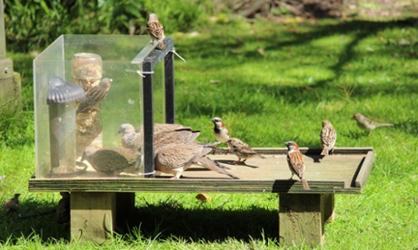 Spotted doves and house sparrow at feeding station/Josie Galbraith