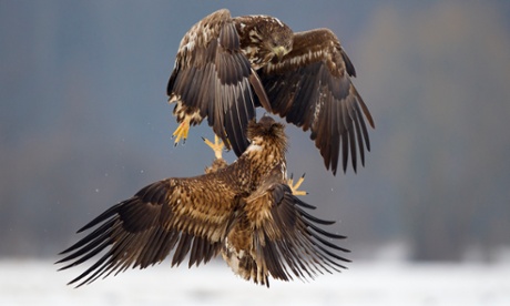 Our current top predator, the white-tailed eagle, was restored here 40 years ago after being shot to extinction in 1918.