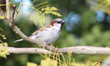 Male house sparrow, <em>Passer domesticus</em>. This bird is an invasive species that has been introduced throughout much of the world, where it is dependent upon the presence of humans.