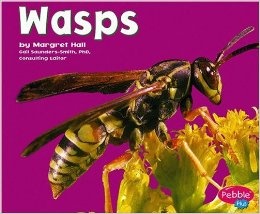 wasps