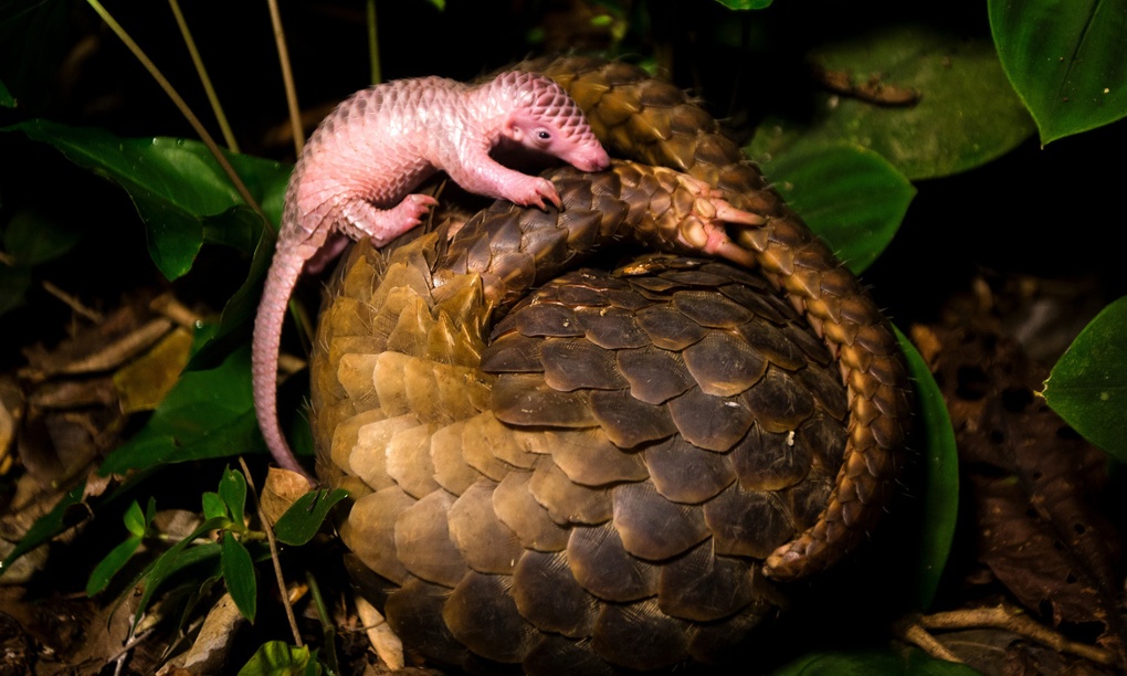94 pangolins released in Sumatra following huge illegal wildlife
