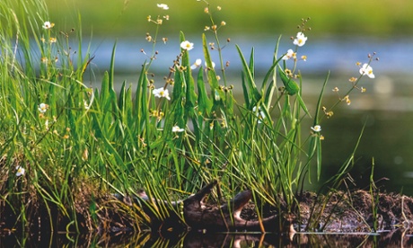 Arrowheads are aquatic herbaceous perennials from North American.