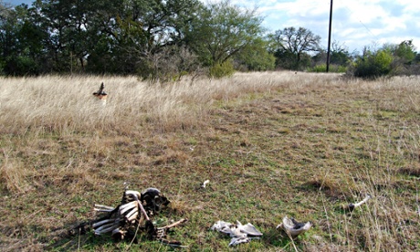 Skeletonized human remains at the San Marcos body farm