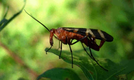 Scorpionfly