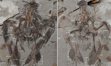 The complete fossilised remains, found when a lump of rock was split open by researchers. 