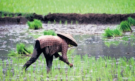 Indonesia, Java, Banten Province, planting rice.