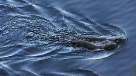 Otters near Shieldaig Island, Loch Shieldaig, Scotland