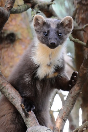 Pine Marten on mainland 300 yards from Shieldaig Island, Loch Shieldaig, Scotland