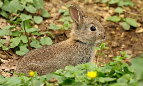 Young Rabbit from Green Shoots