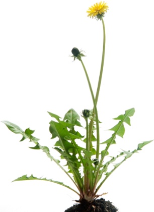 Dandelions are beastly weeds.