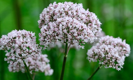 Close-up of tiny-budded Valeriana officinalis 