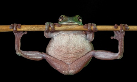 Frog, legs spread clutching a twig