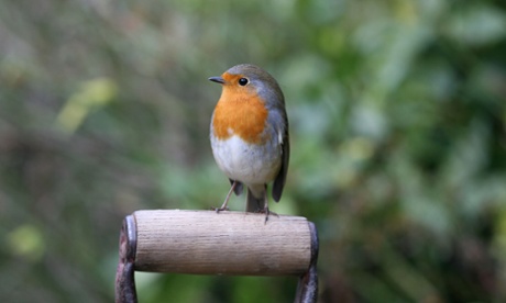Robin in the Garden