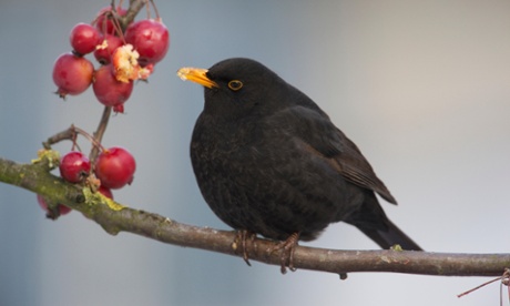E1RG3F Common Blackbird on a branch foraging