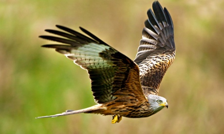 Red Kite (Milvus milvus). Wales, UK