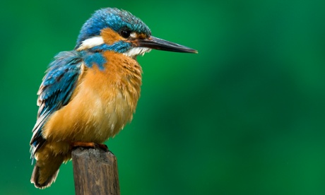 An adult male common kingfisher, Alcedo atthis, perches on a branch.