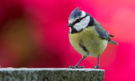 Parus caeruleus. Blue tit on a stone bird table