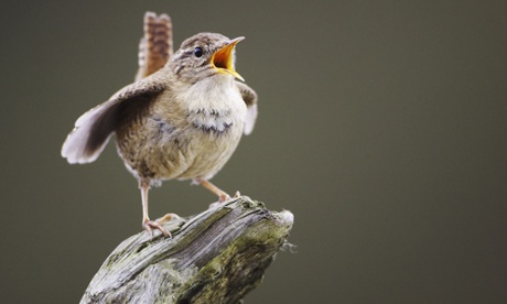 Wren, Troglodytes troglodytes, adult male bird singing and displaying from perch, Scotland