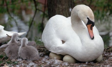 ca. 1985-1995, Taggs Island, Hampton, England, UK --- A swan and her cygnets.  Taggs Island, England.