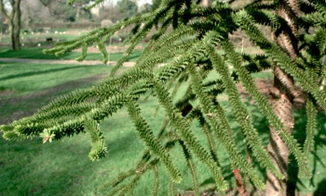 Monkey puzzle tree