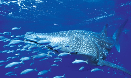 Whale shark