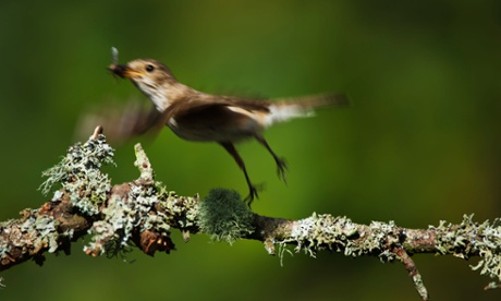 Spotted flycatcher (Muscicapa striata.)